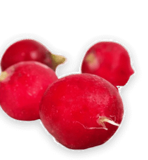 Fresh Radish