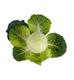 Organic Cabbage